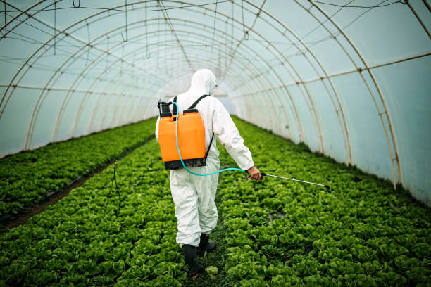 Best Local Pest Control Services  in Lakewood, CO