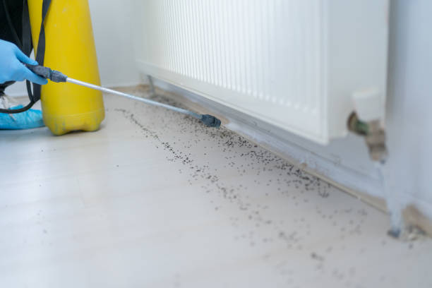 Best Emergency Pest Control  in Lakewood, CO